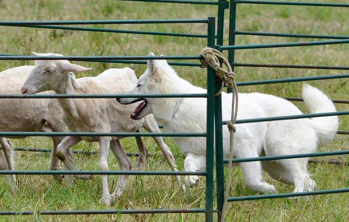 heidisheep2.jpg